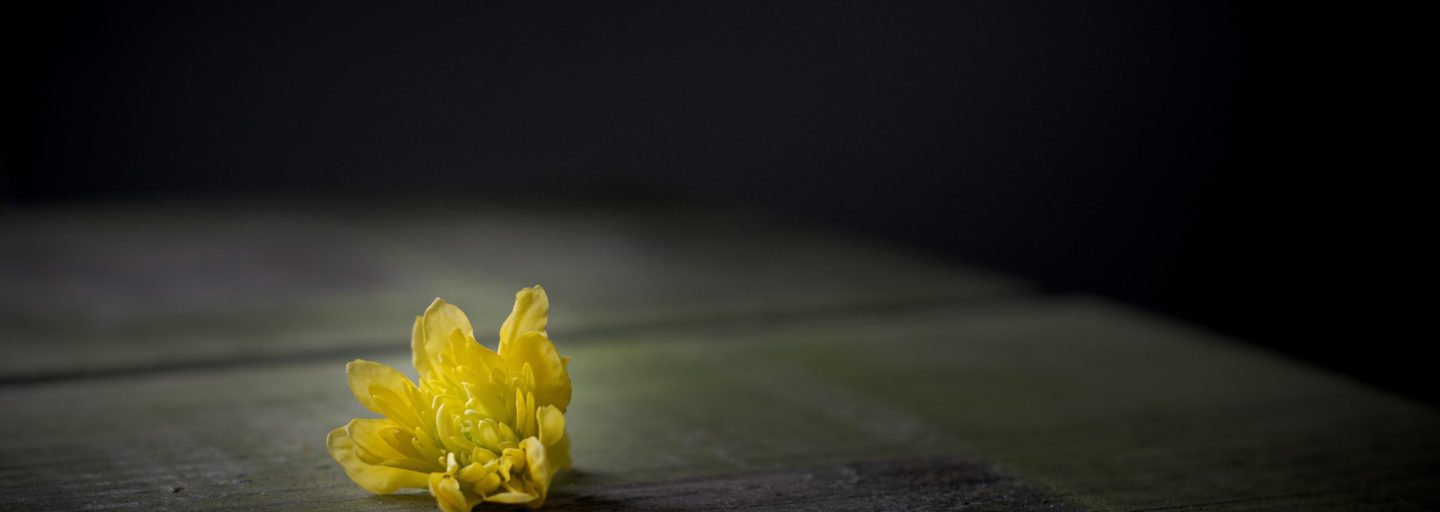 imagem em que abunda a sombra, vendo-se detalhes dum chão onde ganha brilho uma flor amarela
