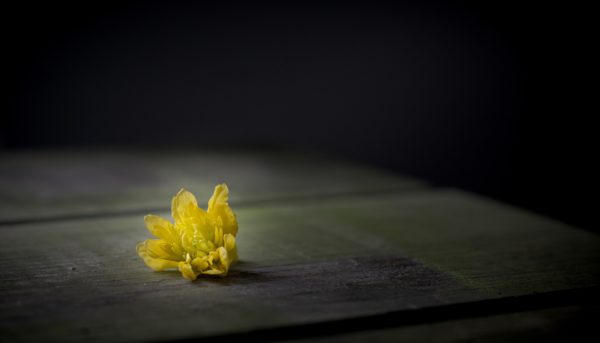 imagem em que abunda a sombra, vendo-se detalhes dum chão onde ganha brilho uma flor amarela