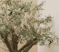 pormenor de ramos de oliveira