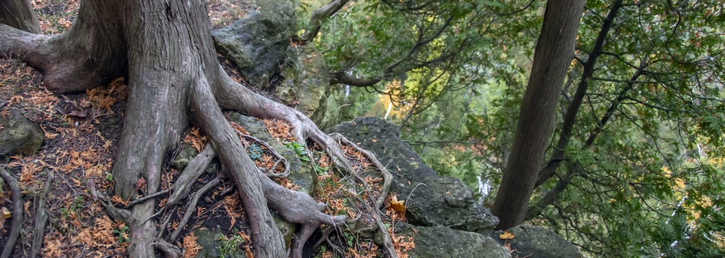 “A imagem mostra as raízes expostas de uma árvore vistas de cima. As raízes espalham‑se pela terra em várias direções, grossas e irregulares, algumas parcialmente cobertas por musgo. À volta das raízes há solo escuro, pequenos ramos caídos e manchas de relva. Em redor, distinguem‑se troncos de outras árvores e a luz suave da floresta filtrada pelas copas