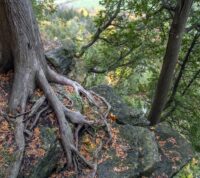 “A imagem mostra as raízes expostas de uma árvore vistas de cima. As raízes espalham‑se pela terra em várias direções, grossas e irregulares, algumas parcialmente cobertas por musgo. À volta das raízes há solo escuro, pequenos ramos caídos e manchas de relva. Em redor, distinguem‑se troncos de outras árvores e a luz suave da floresta filtrada pelas copas