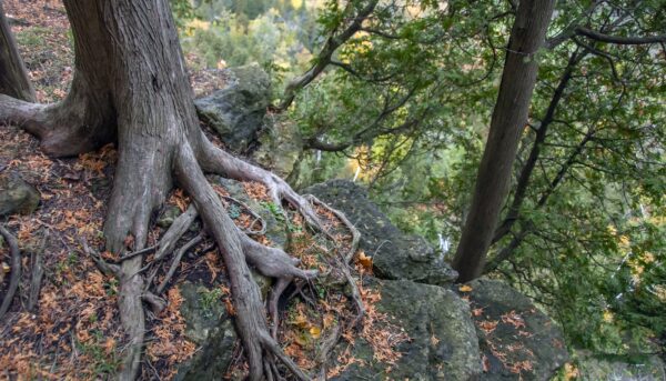 “A imagem mostra as raízes expostas de uma árvore vistas de cima. As raízes espalham‑se pela terra em várias direções, grossas e irregulares, algumas parcialmente cobertas por musgo. À volta das raízes há solo escuro, pequenos ramos caídos e manchas de relva. Em redor, distinguem‑se troncos de outras árvores e a luz suave da floresta filtrada pelas copas